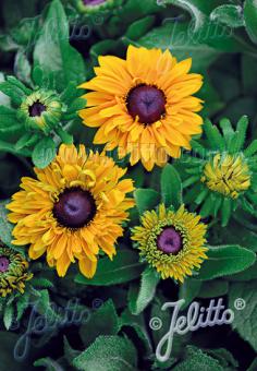 Rudbeckia  (Zonnehoed) 'Goldilocks'